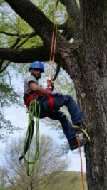 student roping in tree for Forestry program training